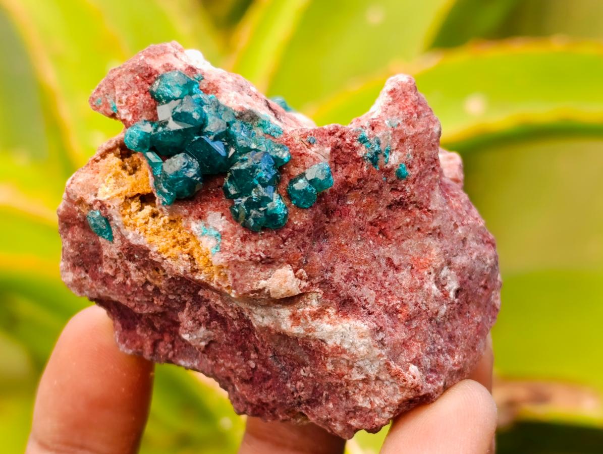 Natural Dioptase On Dolomite Specimens x 6 From Likasi, Congo