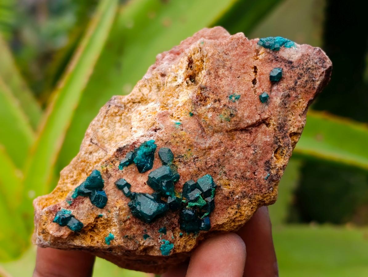 Natural Dioptase On Dolomite Specimens x 6 From Likasi, Congo