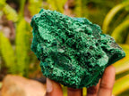 Natural Silky Malachite Specimens x 6 From Kasompe, Congo
