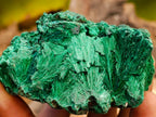 Natural Silky Malachite Specimens x 6 From Kasompe, Congo