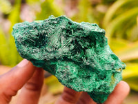 Natural Silky Malachite Specimens x 6 From Kasompe, Congo