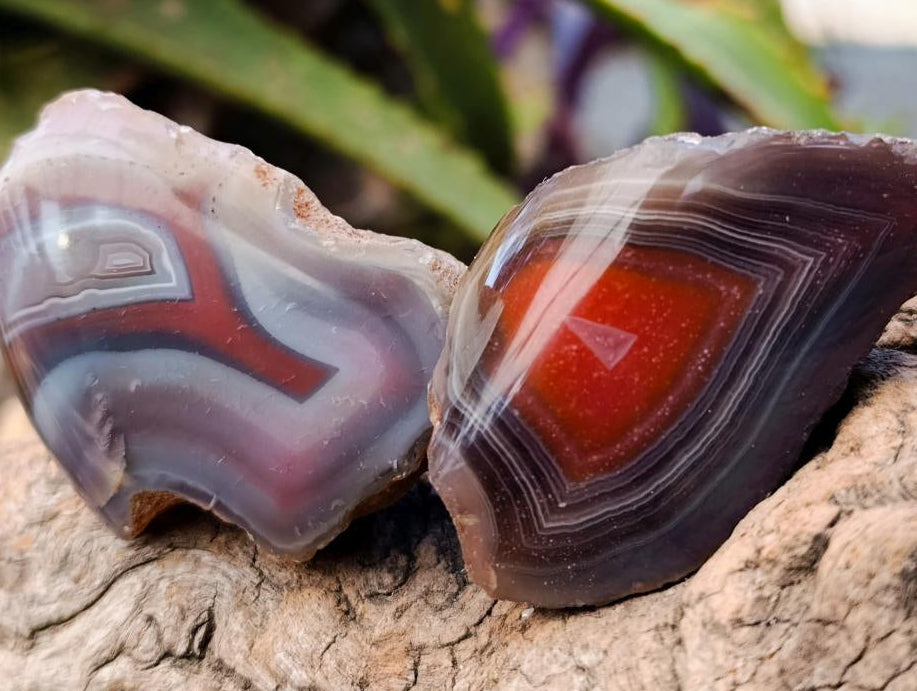 Polished On One Side Red Shashe River Agate Nodules x 48 From Shashe River, Zimbabwe