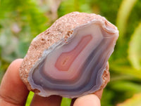 Polished On One Side Red Shashe River Agate Nodules x 48 From Shashe River, Zimbabwe