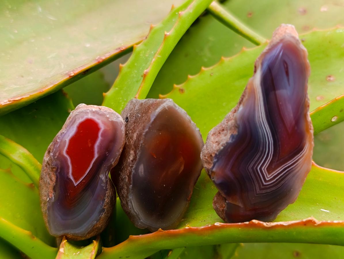 Polished On One Side Red Shashe River Agate Nodules x 48 From Shashe River, Zimbabwe