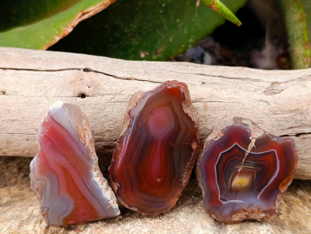 Polished On One Side Red Shashe River Agate Nodules x 48 From Shashe River, Zimbabwe
