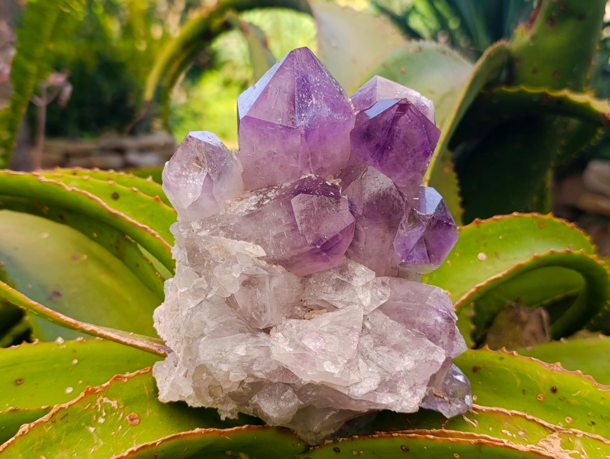 Natural Jacaranda Amethyst Crystal Clusters x 2 From Mumbwa, Zambia