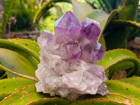 Natural Jacaranda Amethyst Crystal Clusters x 2 From Mumbwa, Zambia