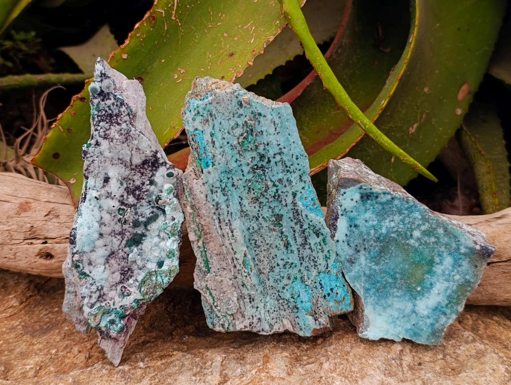 Natural Drusy Coated Chrysocolla On Dolomite Specimens x 3 From Lupoto Mine, Congo