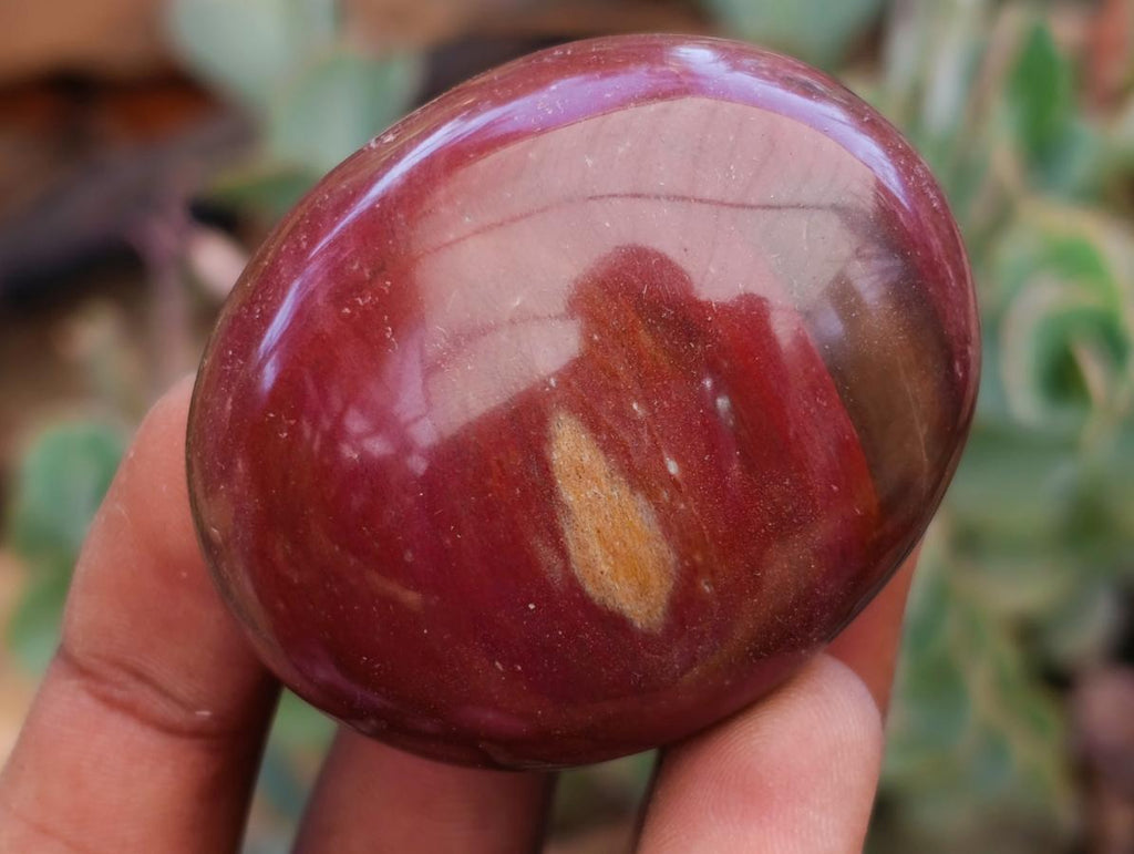 Polished Red Podocarpus Petrified Wood Palm Stones x 12 From Mahajanga, Madagascar - Toprock Gemstones and Minerals 