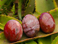 Polished Red Podocarpus Petrified Wood Palm Stones x 12 From Mahajanga, Madagascar