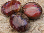 Polished Red Podocarpus Petrified Wood Palm Stones x 12 From Mahajanga, Madagascar - Toprock Gemstones and Minerals 