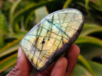 Polished Labradorite Standing Free Forms x 12 From Tulear, Madagascar