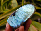 Polished Labradorite Standing Free Forms x 12 From Tulear, Madagascar