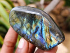Polished Labradorite Standing Free Forms x 12 From Tulear, Madagascar