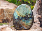 Polished Labradorite Standing Free Forms x 12 From Tulear, Madagascar
