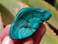 Polished Malacolla Free Forms x 6 From Kulukuluku, Congo