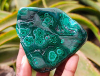 Polished Malacolla Free Forms x 6 From Kulukuluku, Congo