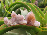 Natural Spirit Amethyst and Ametrine Crystal Clusters x 12 From Boekenhouthoek, South Africa