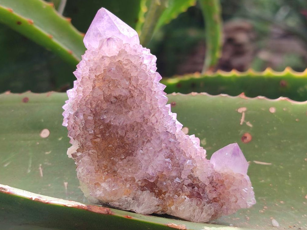 Natural Spirit Amethyst and Ametrine Crystal Clusters x 12 From Boekenhouthoek, South Africa