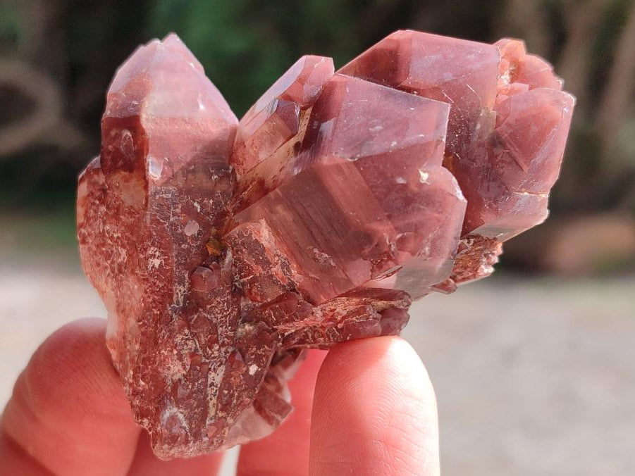 Natural Red Hematoid Quartz Crystals x 12 From Karoi, Zimbabwe