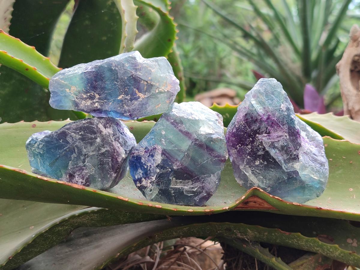 Natural Watermelon Fluorite Cobbed Specimens x 24 From Uis, Namibia