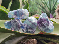Natural Watermelon Fluorite Cobbed Specimens x 24 From Uis, Namibia