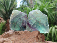 Natural Watermelon Fluorite Cobbed Specimens x 24 From Uis, Namibia