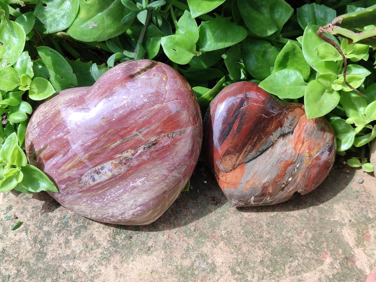 Polished Red Podocarpus Petrified Wood Hearts x 2 From Mahajanga, Madagascar