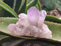 Natural Jacaranda Amethyst Crystal Clusters x 6 From Mumbwa, Zambia