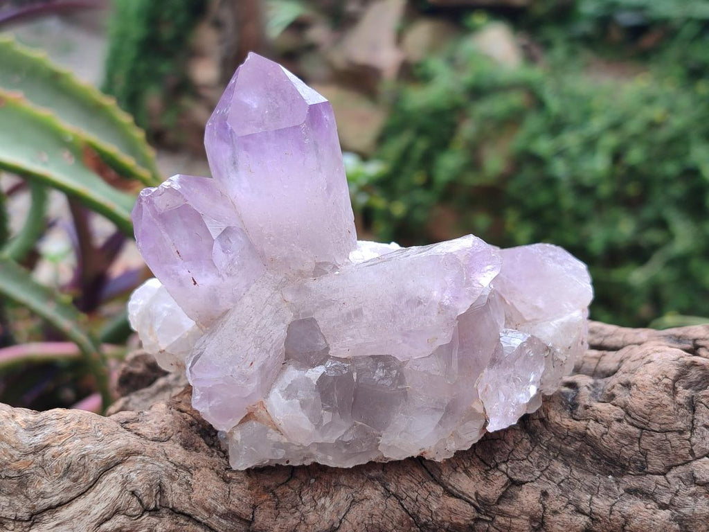 Natural Jacaranda Amethyst Crystal Clusters x 6 From Mumbwa, Zambia