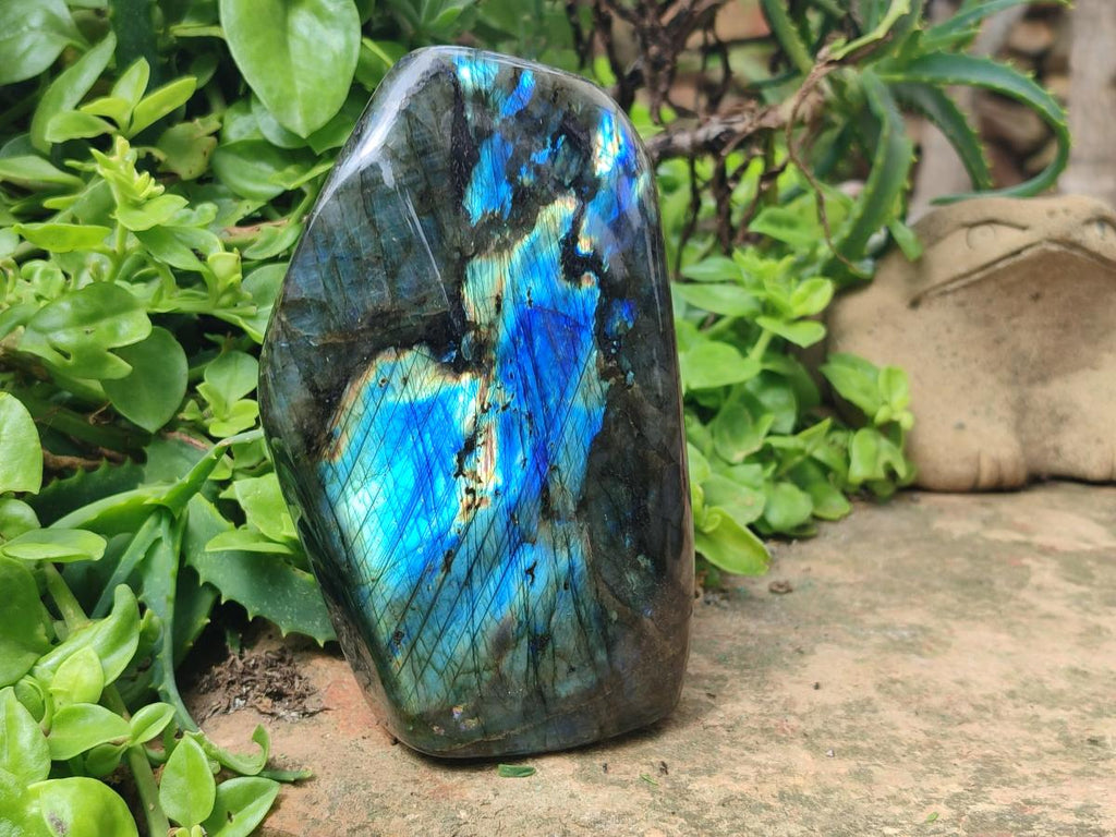 Polished Labradorite Standing Free Forms x 2 From Tulear, Madagascar