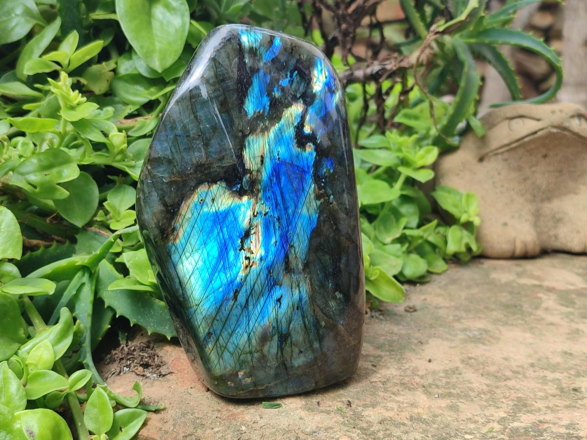 Polished Labradorite Standing Free Forms x 2 From Tulear, Madagascar