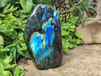 Polished Labradorite Standing Free Forms x 2 From Tulear, Madagascar