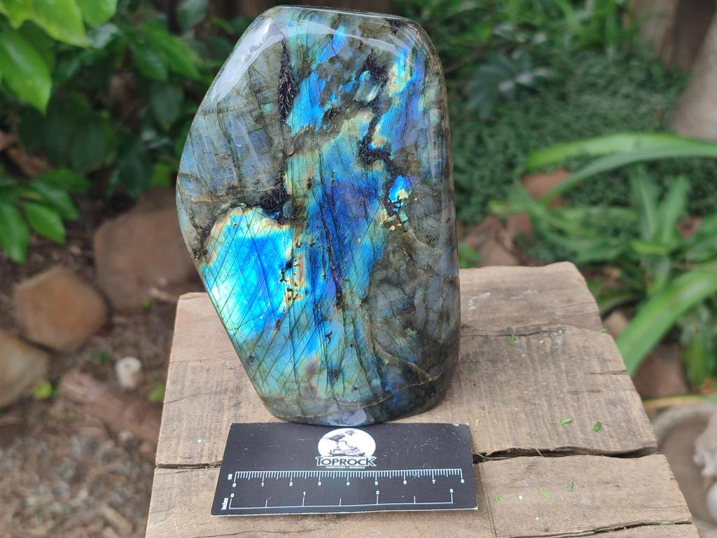 Polished Labradorite Standing Free Forms x 2 From Tulear, Madagascar