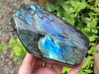 Polished Labradorite Standing Free Forms x 2 From Tulear, Madagascar