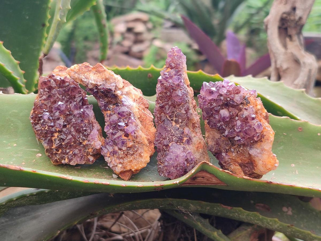 Natural Dark Purple Amethyst Quartz Crystal Plates x 24 From Boekenhouthoek, South Africa