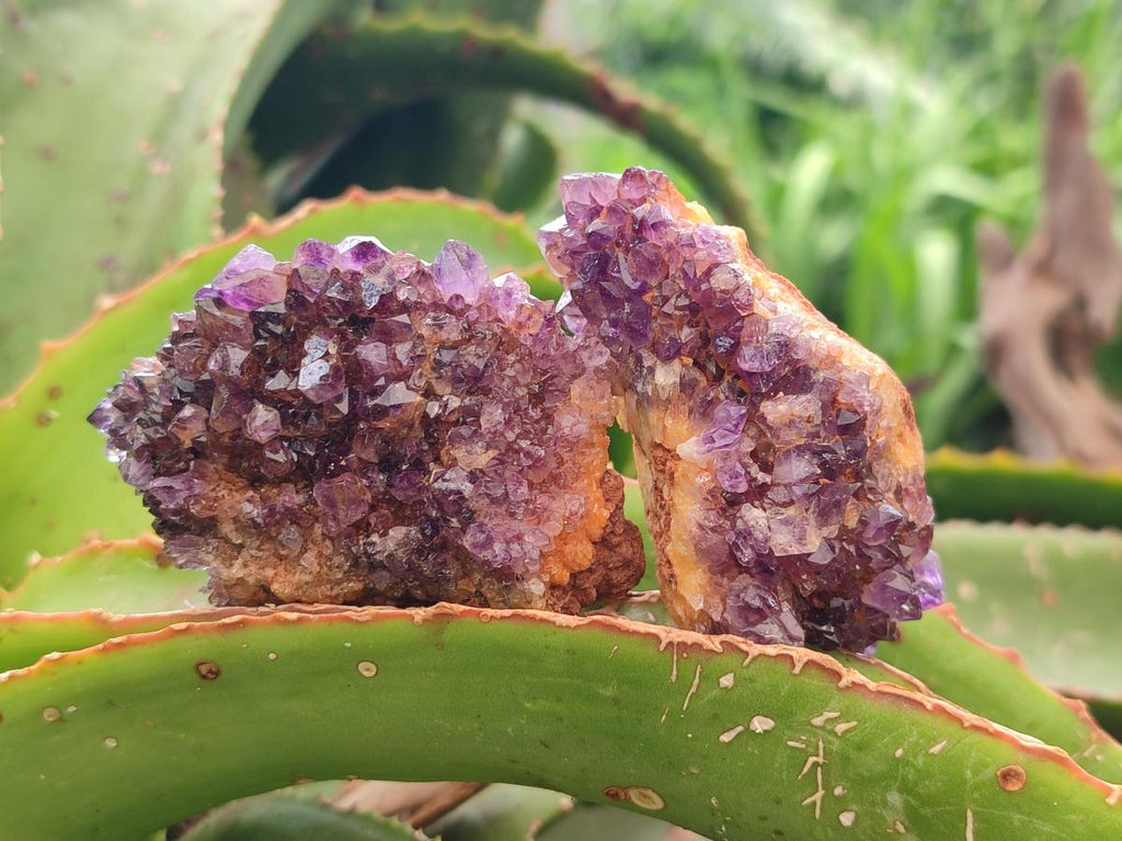 Natural Dark Purple Amethyst Quartz Crystal Plates x 24 From Boekenhouthoek, South Africa