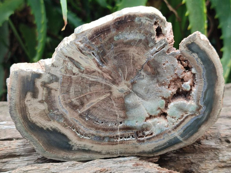 Polished Dadoxylon Petrified Wood Slices x 6 From Gokwe, Zimbabwe