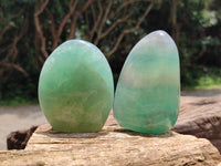 Polished Green Fluorite Standing Free Forms x 3 From Madagascar
