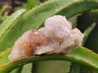 Natural Amethyst and Ametrine Spirit Clusters x 6 From Boekenhouthoek, South Africa
