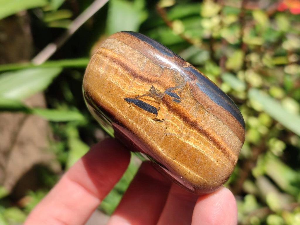 Polished Jumbo Golden Tigers Eye With Banded Iron Stone Free Forms x 6 From Prieska, South Africa