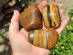 Polished Jumbo Golden Tigers Eye With Banded Iron Stone Free Forms x 6 From Prieska, South Africa