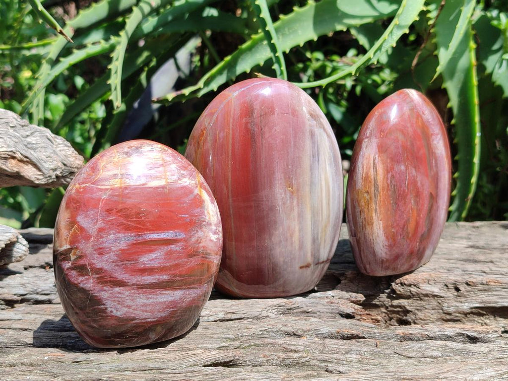 Polished Red Podocarpus Petrified Wood Standing Free Forms x 3 From Mahajanga, Madagascar