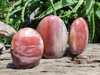 Polished Red Podocarpus Petrified Wood Standing Free Forms x 3 From Mahajanga, Madagascar