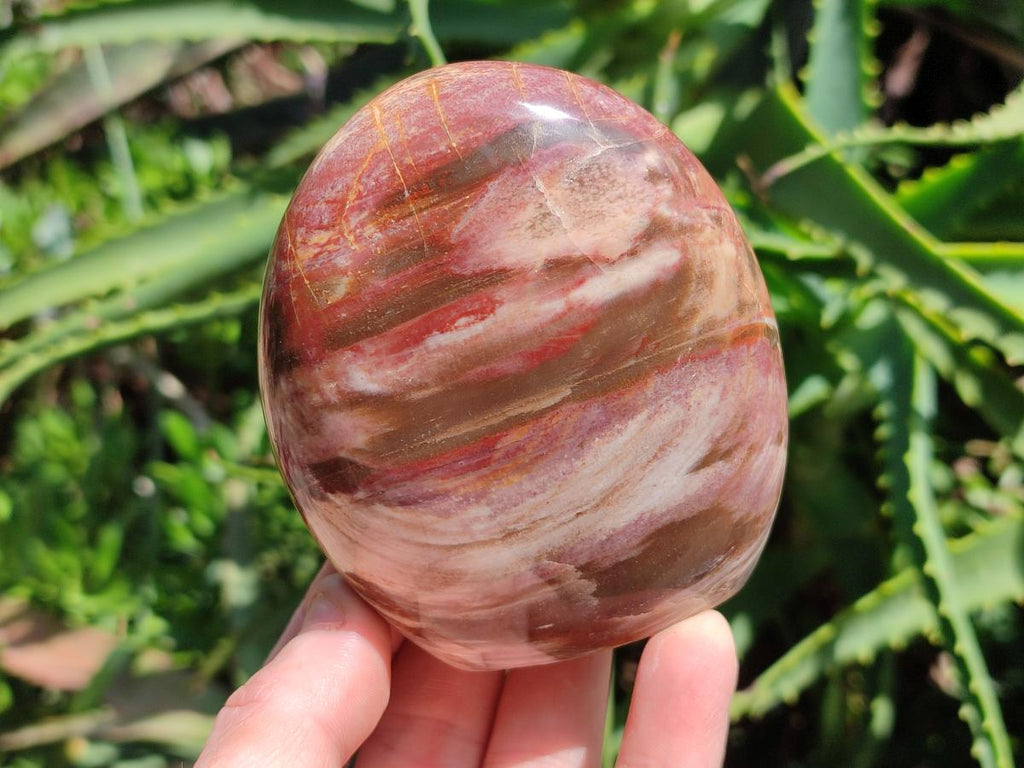 Polished Red Podocarpus Petrified Wood Standing Free Forms x 3 From Mahajanga, Madagascar