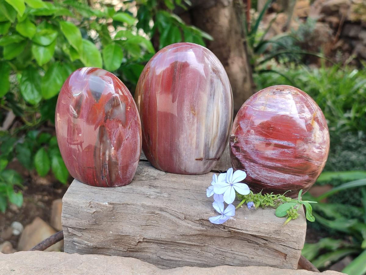 Polished Red Podocarpus Petrified Wood Standing Free Forms x 3 From Mahajanga, Madagascar