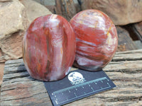 Polished Red Podocarpus Petrified Wood Standing Free Forms x 3 From Mahajanga, Madagascar