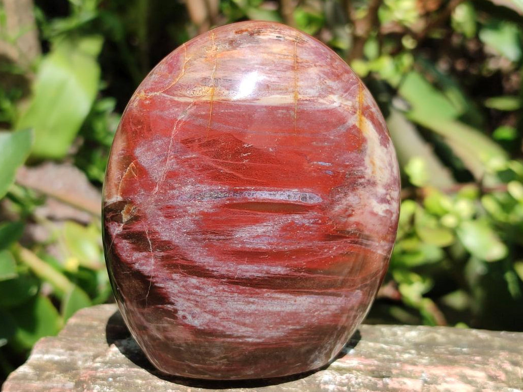 Polished Red Podocarpus Petrified Wood Standing Free Forms x 3 From Mahajanga, Madagascar