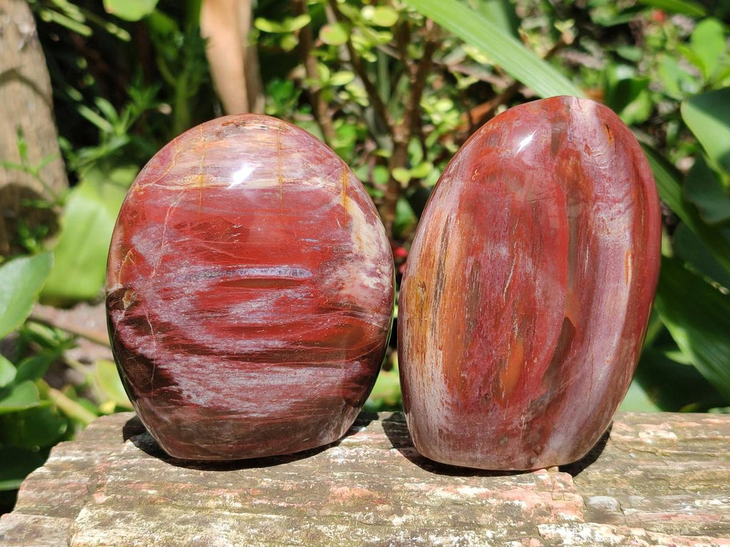 Polished Red Podocarpus Petrified Wood Standing Free Forms x 3 From Mahajanga, Madagascar