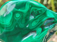 Polished Flower Banded Malachite Free Forms x 6 From Congo